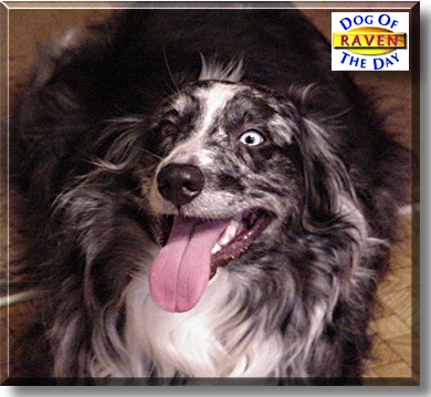 Raven, the Dog of the Day