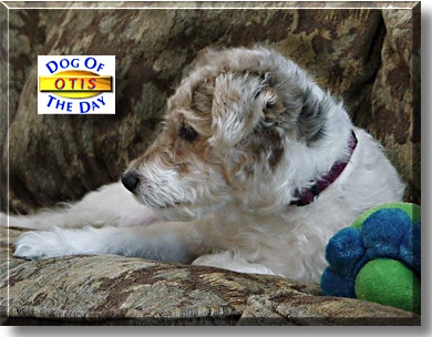 Otis, the Dog of the Day