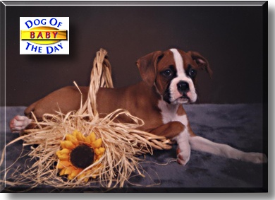Baby, the Dog of the Day