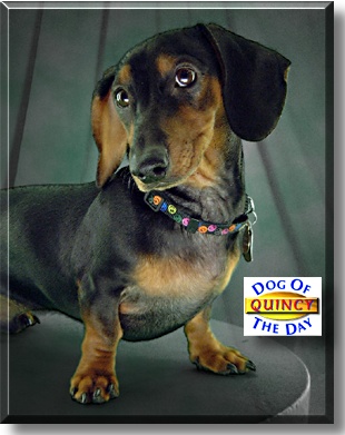 Quincy, the Dog of the Day