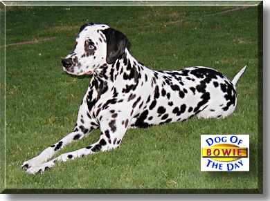 Bowie, the Dog of the Day