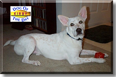Kirby, the Dog of the Day