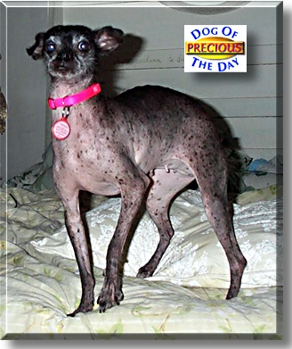 Precious, the Dog of the Day