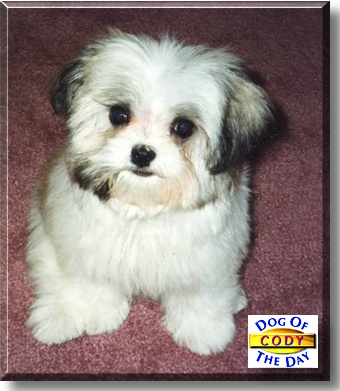 Cody, the Dog of the Day