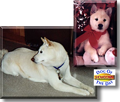 Showdown, the Dog of the Day