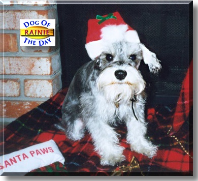 Rainie Lynn, the Dog of the Day