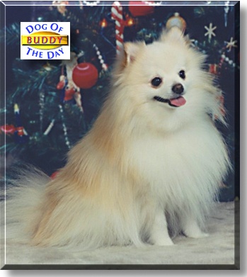 Buddy, the Dog of the Day