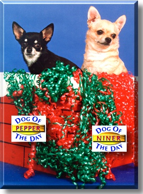 Niner and Pepper, the Dogs of the Day