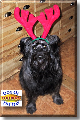 Kollberg, the Dog of the Day