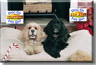 Truffles and Zsa Zsa, the Dogs of the Day