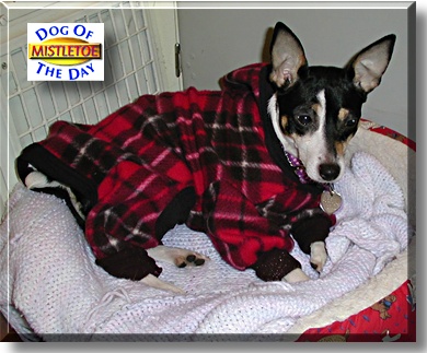 Mistletoe, the Dog of the Day