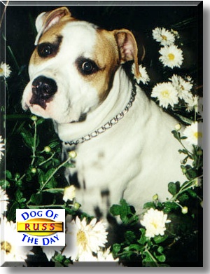 Russ, the Dog of the Day