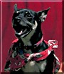 Cuji