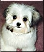 Cody