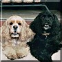 Truffles, Zsa Zsa