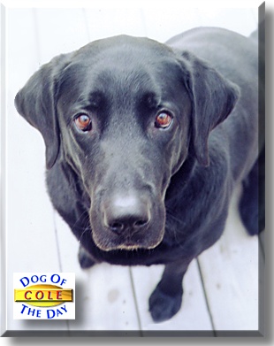 Cole, the Dog of the Day
