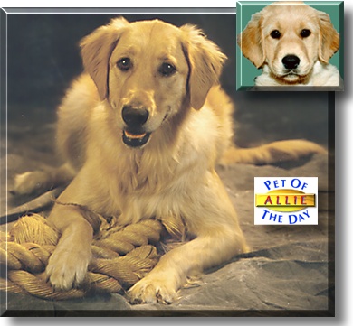 Allie, the Dog of the Day