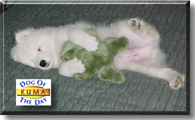 Kuma, the Dog of the Day