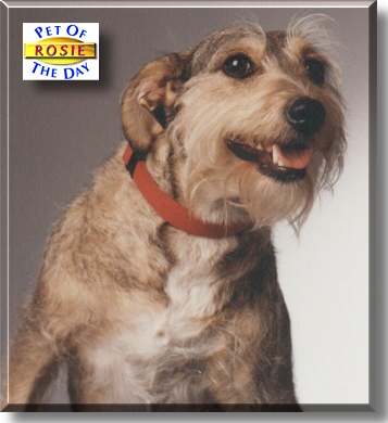 Rosie, the Dog of the Day