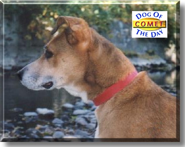 Comet, the Dog of the Day