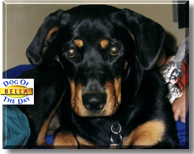 Bella Donna, the Dog of the Day