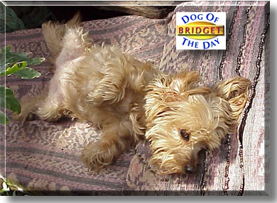 Bridget, the Dog of the Day