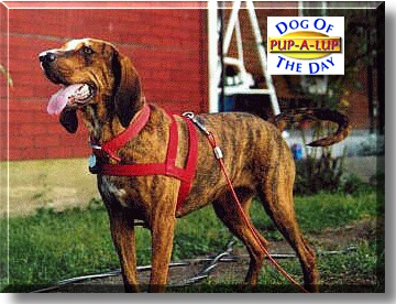 Pup-a-lup, the Dog of the Day
