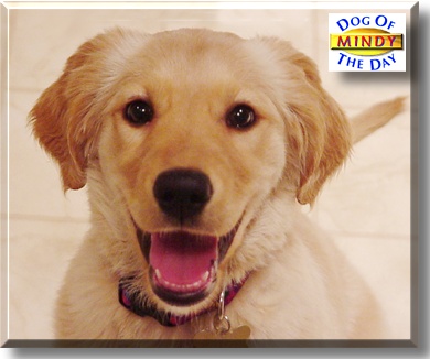 Mindy, the Dog of the Day