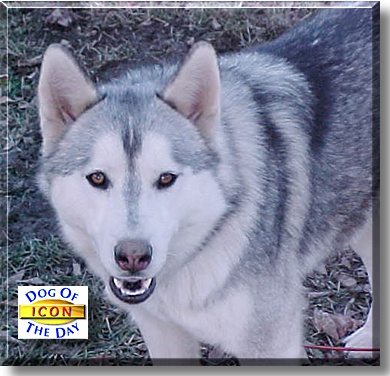 Icon, the Dog of the Day