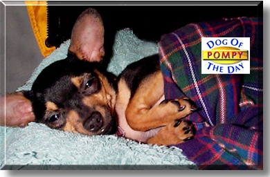 Pompy, the Dog of the Day