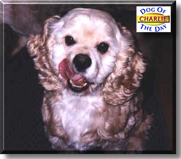 Charlie, the Dog of the Day