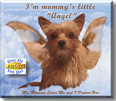 Angel, the Dog of the Day