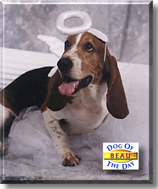 General Beauregard Brown, the Dog of the Day
