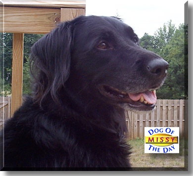 Missy, the Dog of the Day