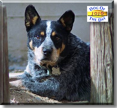Jojo, the Dog of the Day