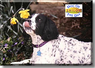 Shiloh, the Dog of the Day