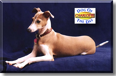 Charlotte, the Dog of the Day