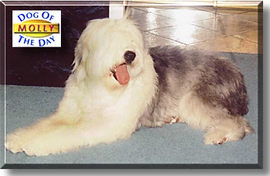 Molly, the Dog of the Day