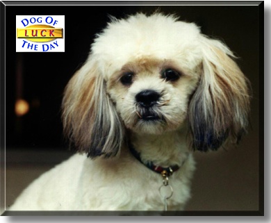 Luck, the Dog of the Day