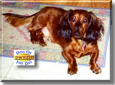 Dwiezel, the Dog of the Day