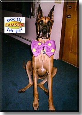 Samson, the Dog of the Day