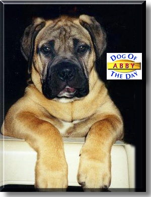 Abby, the Dog of the Day