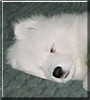 Kuma