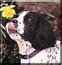 Shiloh