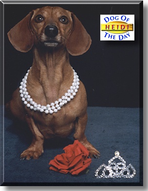 Heidi, the Dog of the Day