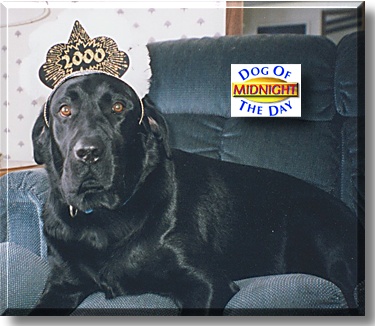 Midnight, the Dog of the Day