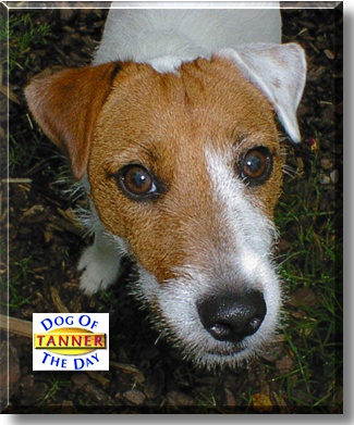 Tanner, the Dog of the Day