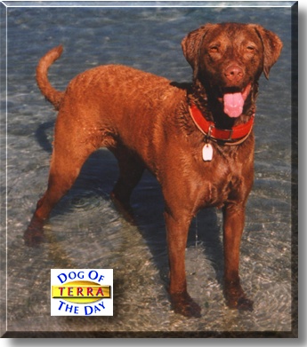 Terra, the Dog of the Day