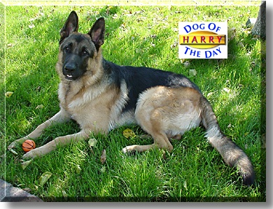 Harry, the Dog of the Day