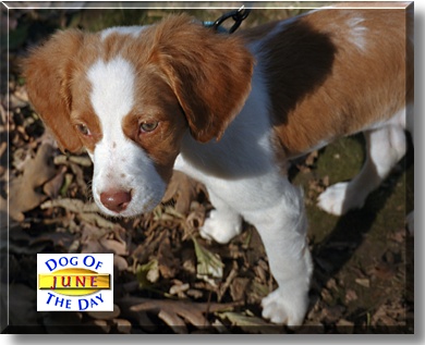 June, the Dog of the Day